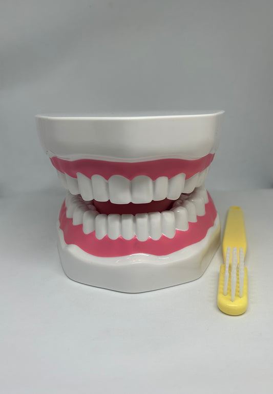Dental Education Model