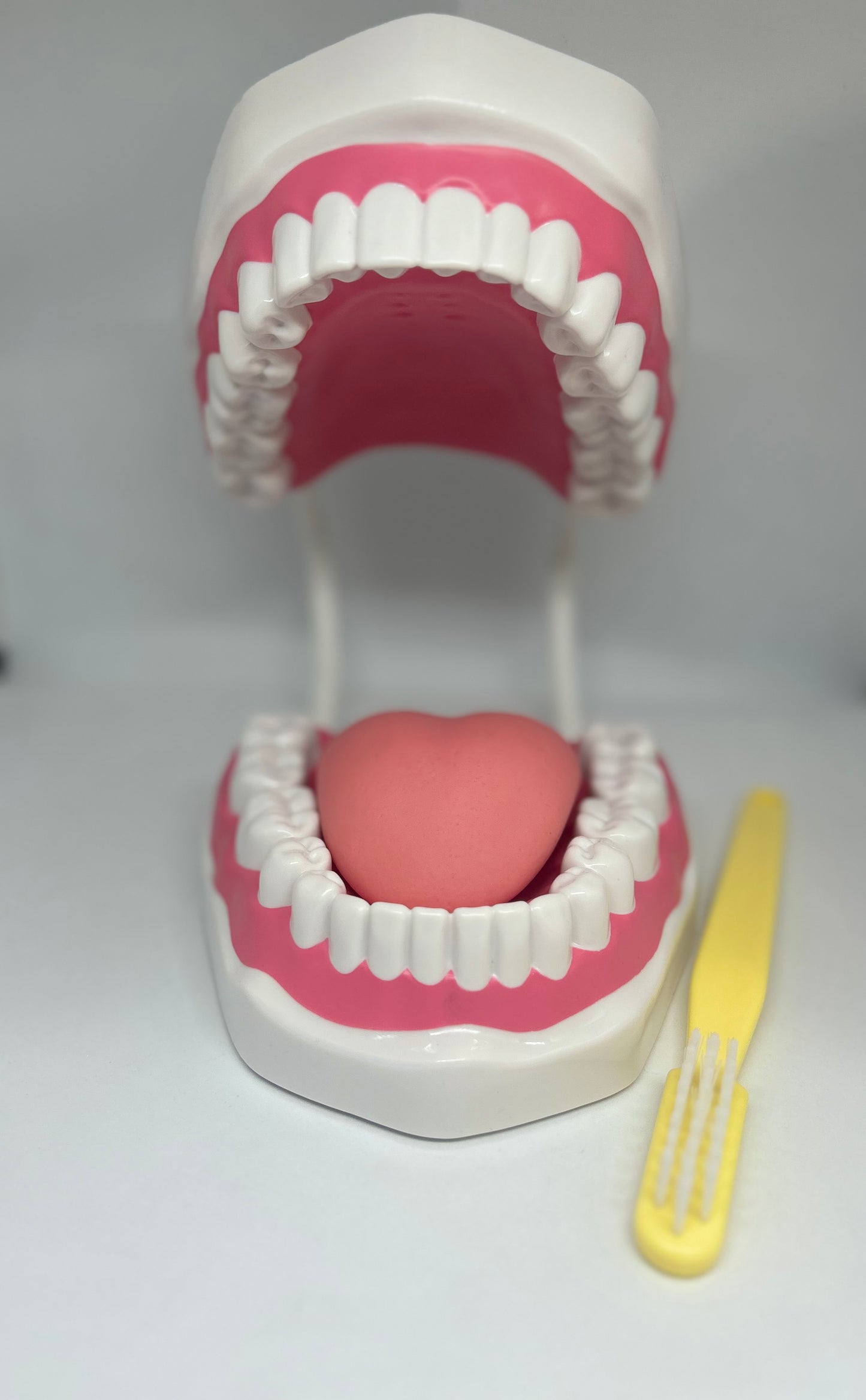Dental Education Model