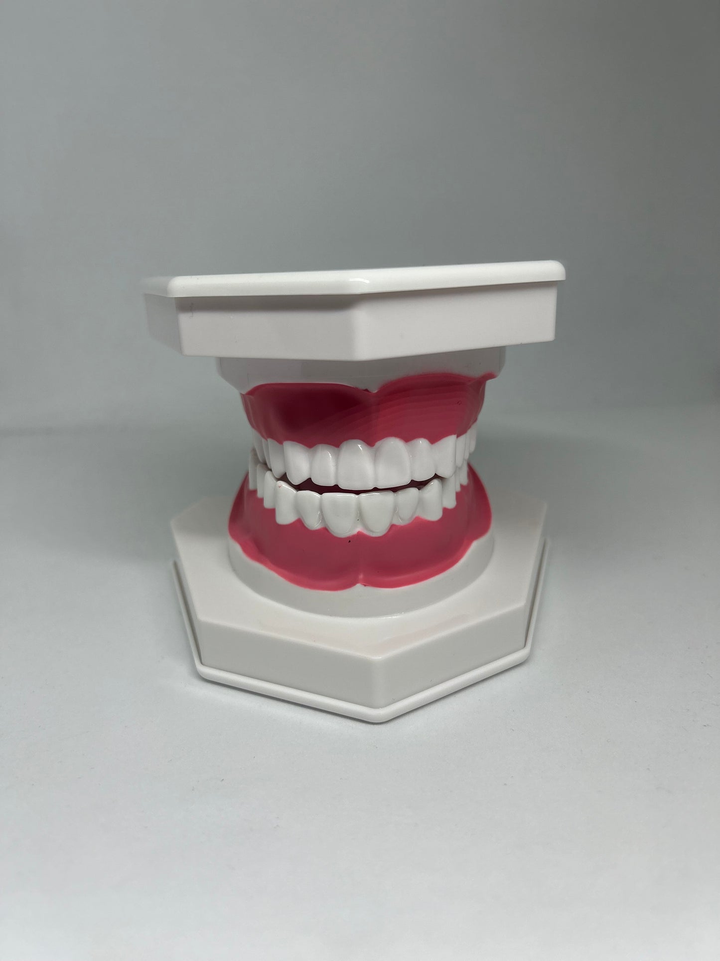 Dental model 1