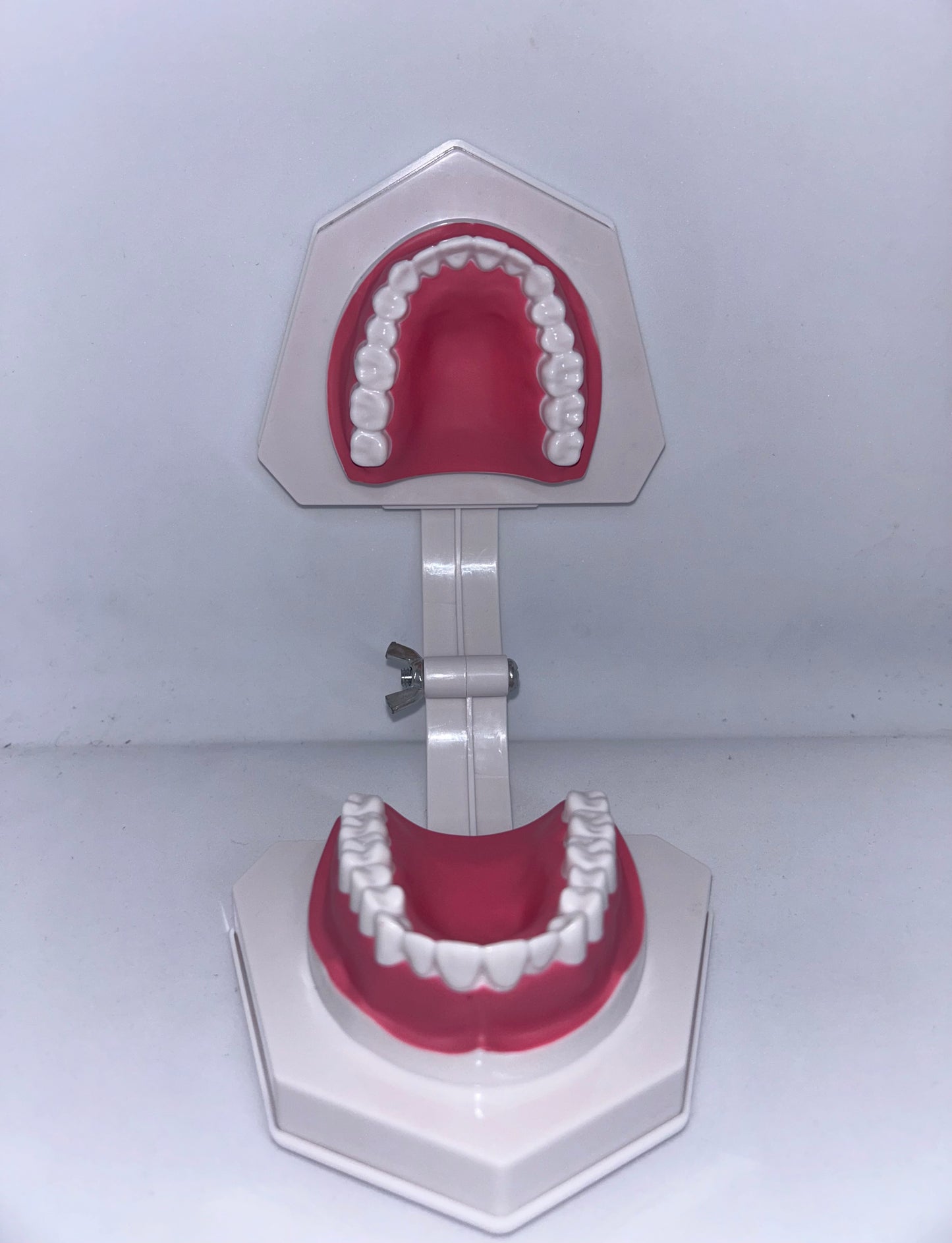 Dental model 1