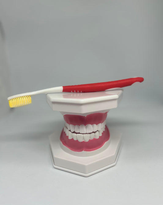 Dental model 1