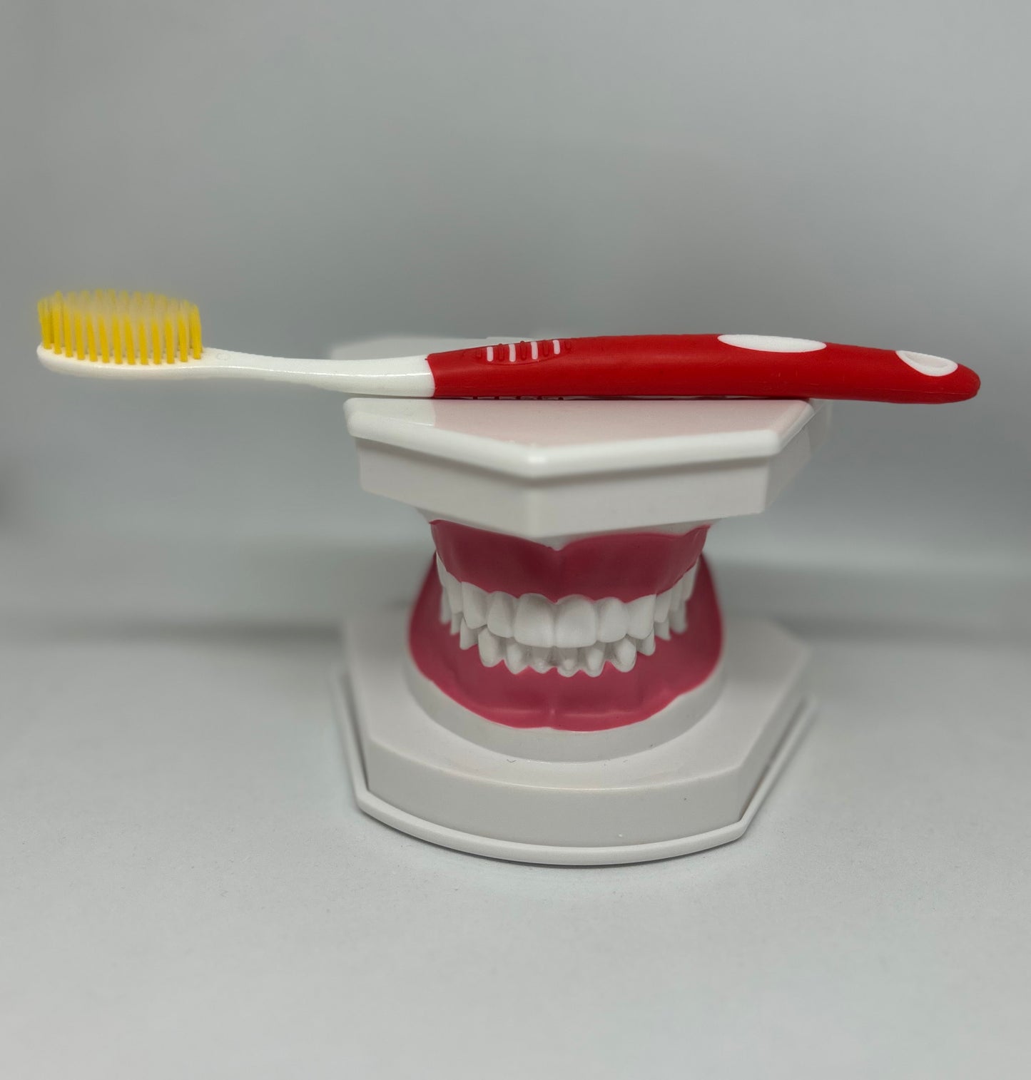 Dental model 1