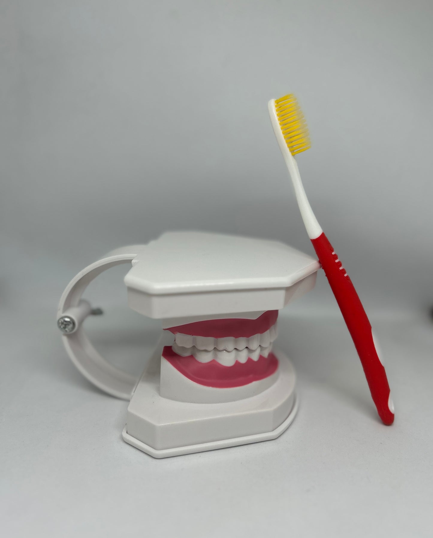 Dental model 1
