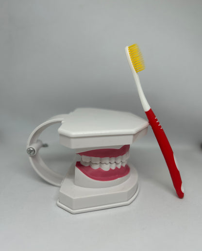 Dental model 1