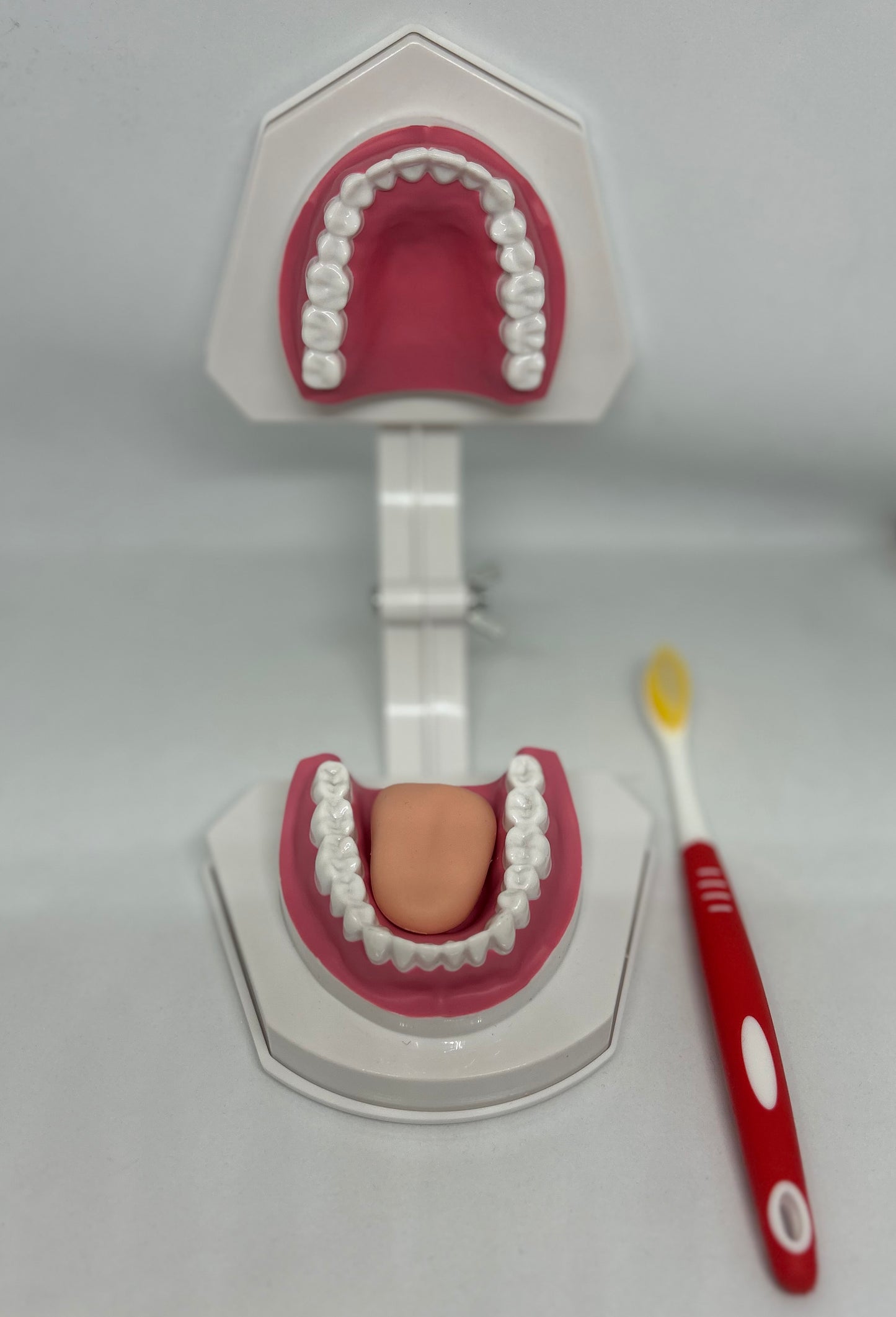Dental model 1