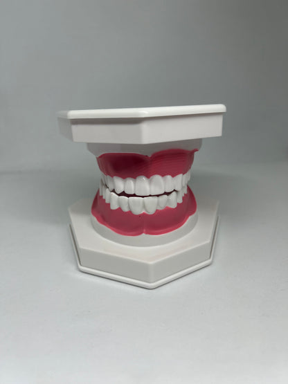 Dental model 1